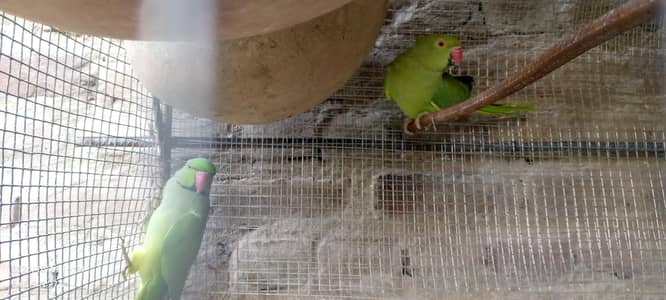 Indian Ringneck Breeder Pair برائے فروخت