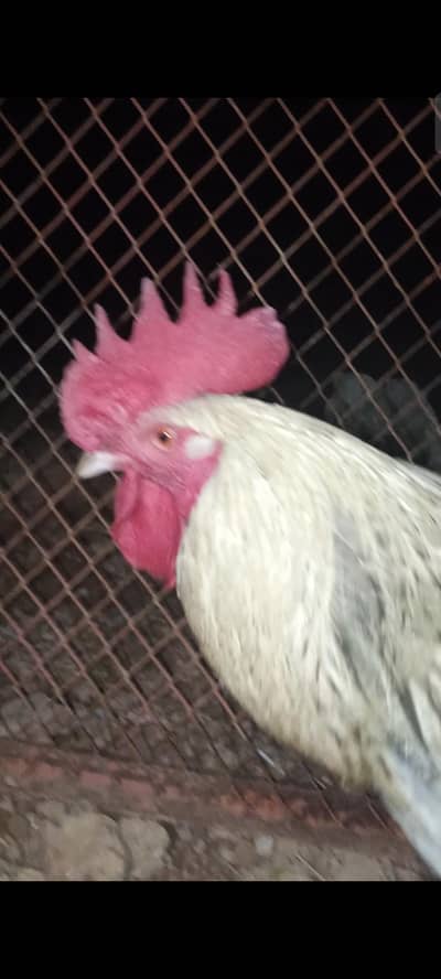 desi healthy male rooster