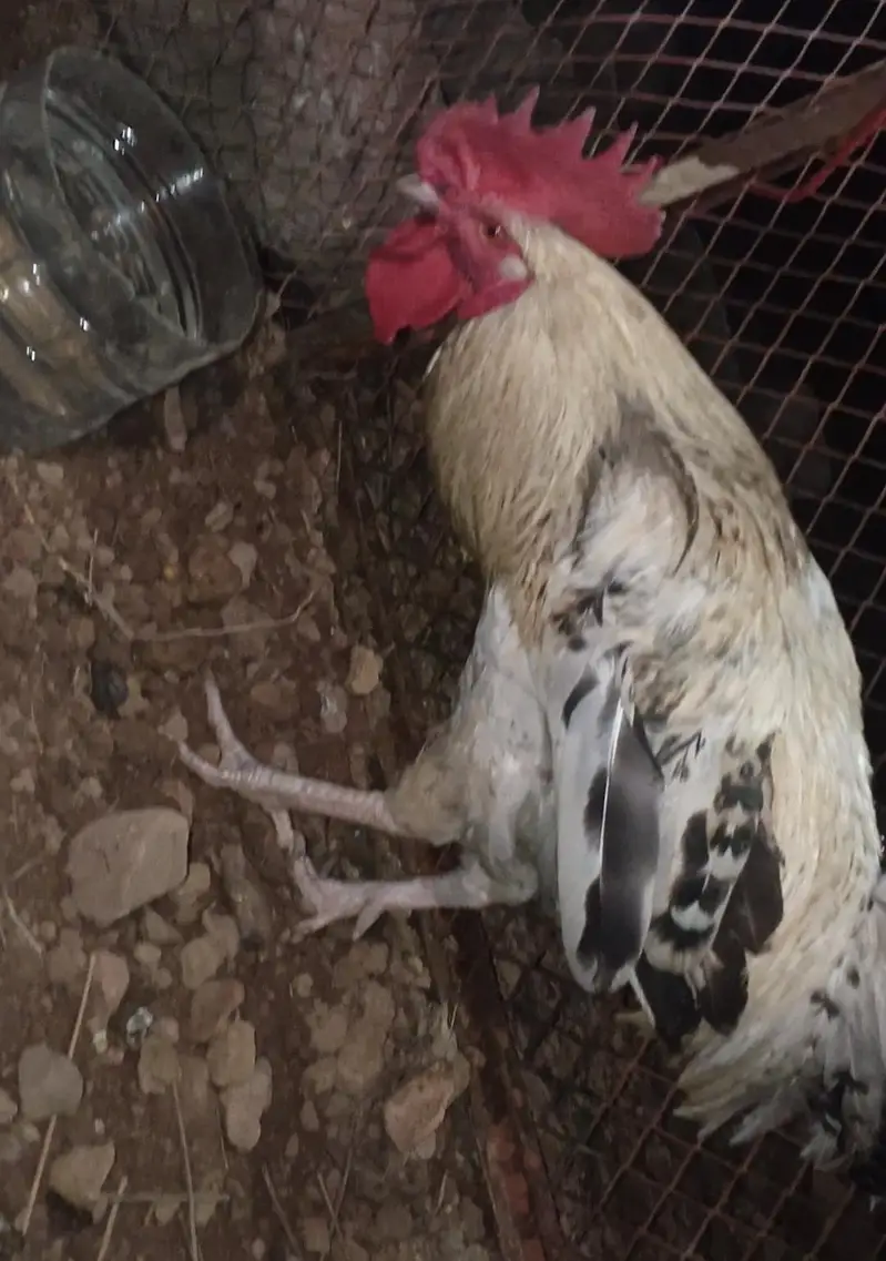 desi healthy male rooster — photo 2