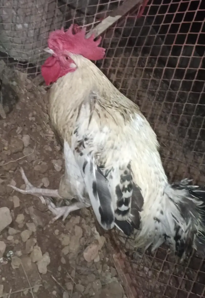 desi healthy male rooster — photo 3