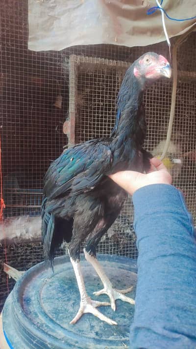 black shamo female jet black