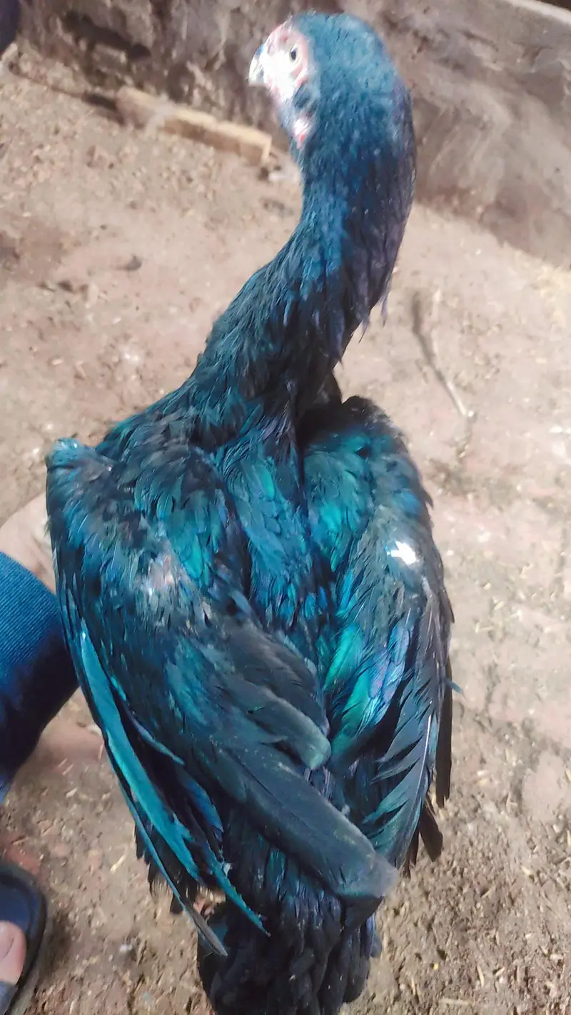 black shamo female jet black — photo 2