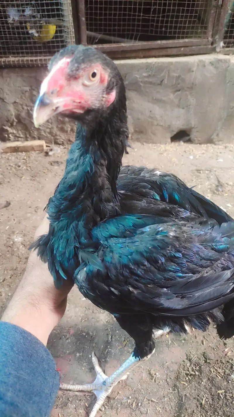 black shamo female jet black — photo 3