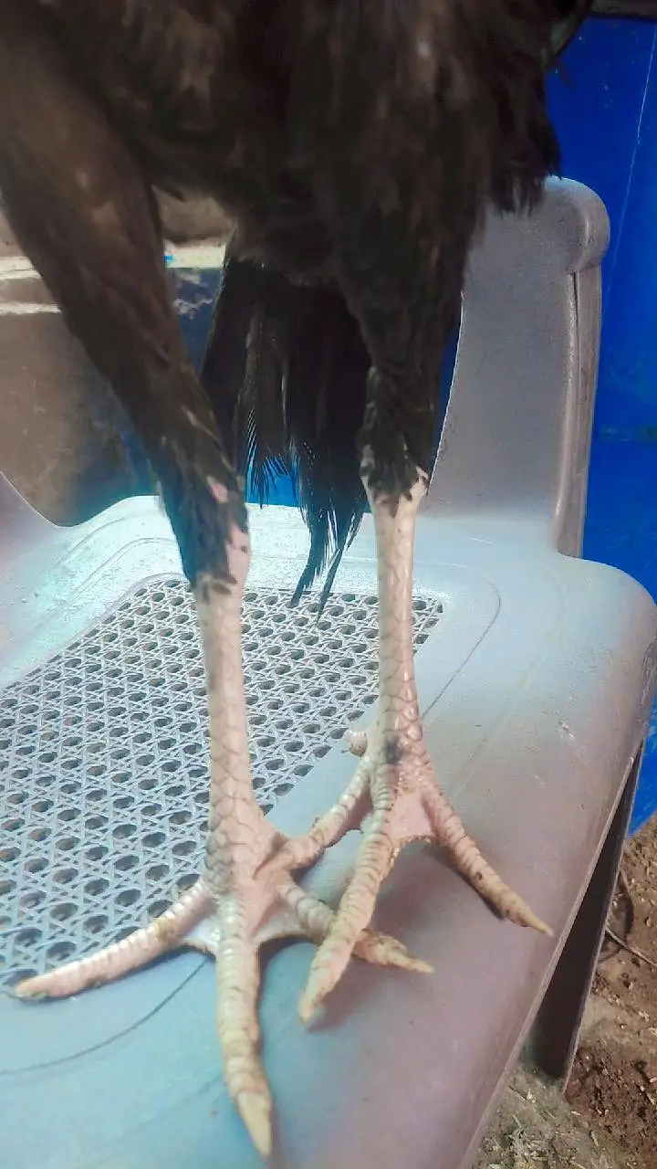 black shamo female jet black — photo 4