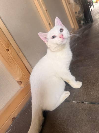 double coded persian male kitten home