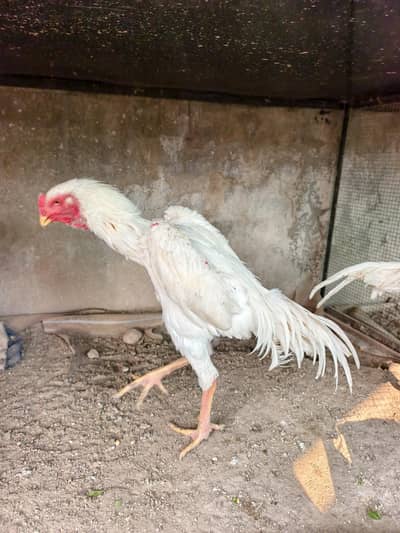 Two male White O Shamoo Aseel Pure