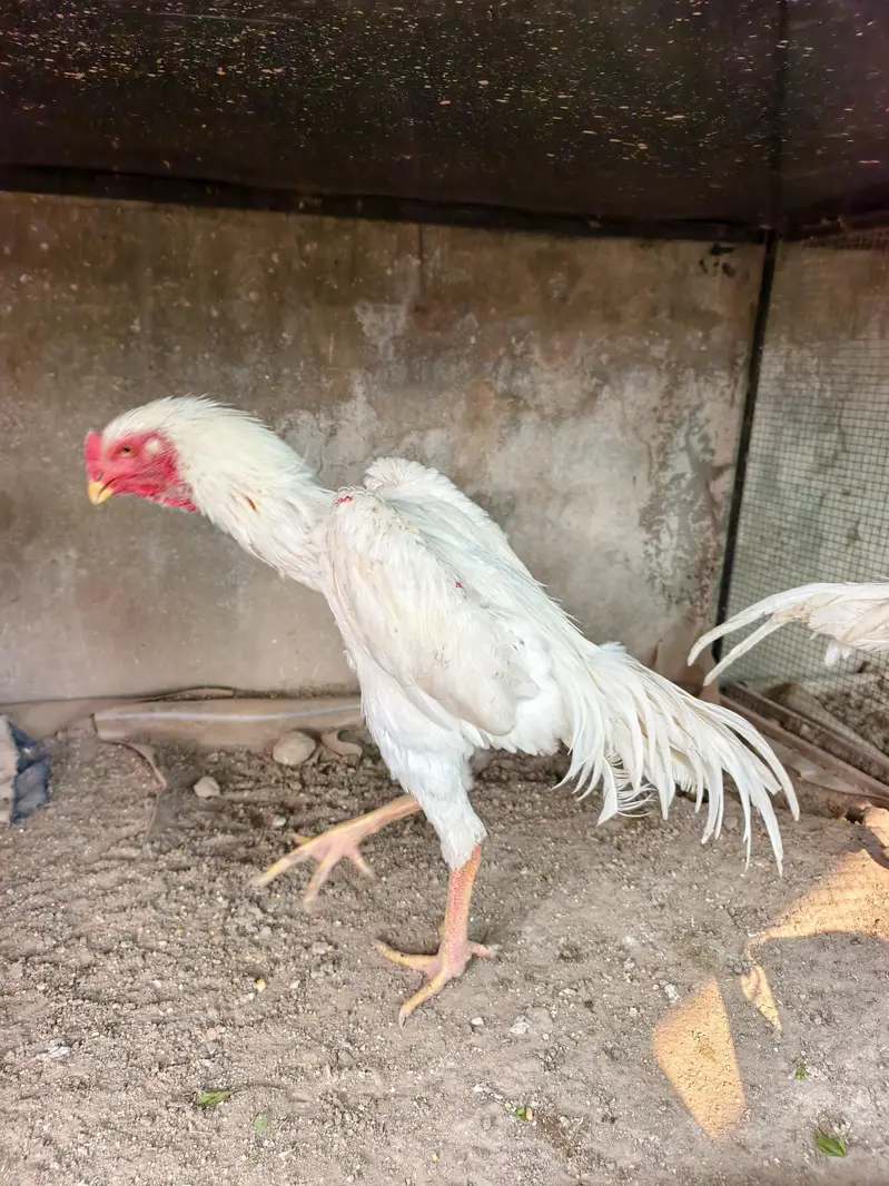 shamo /white shamo/german shamo/king shamo /hens /chicks/ breeder — photo 2
