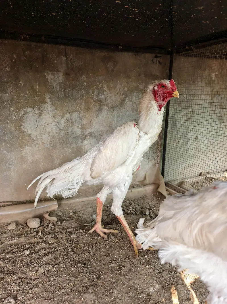 shamo /white shamo/german shamo/king shamo /hens /chicks/ breeder — photo 3