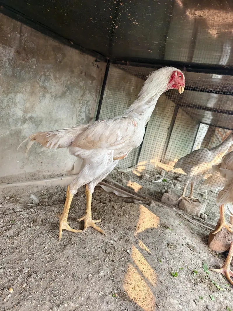 shamo /white shamo/german shamo/king shamo /hens /chicks/ breeder — photo 4