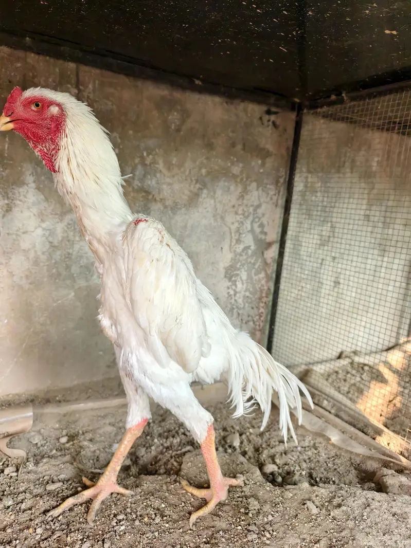 shamo /white shamo/german shamo/king shamo /hens /chicks/ breeder — photo 5
