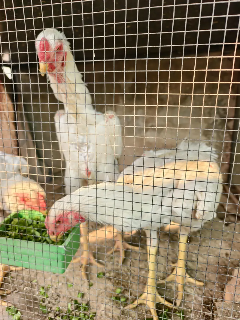 shamo /white shamo/german shamo/king shamo /hens /chicks/ breeder — photo 7