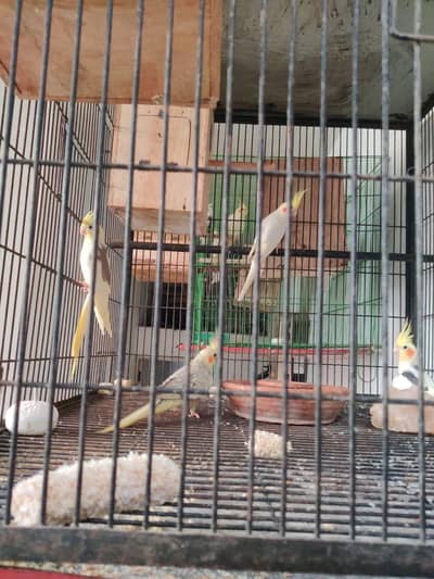 cocktail parrot breading pears