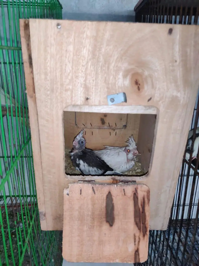 cocktail parrot breading pears — photo 2