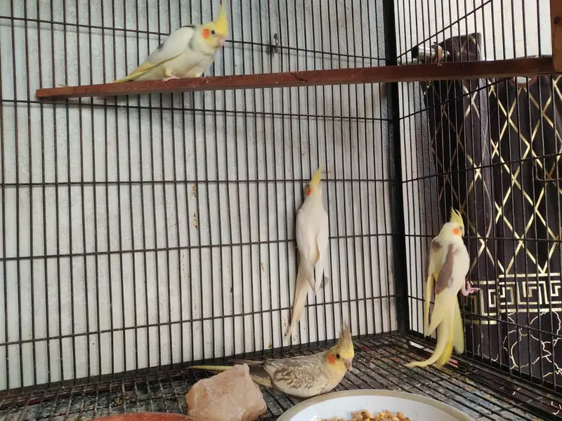 cocktail parrot breading pears — photo 4
