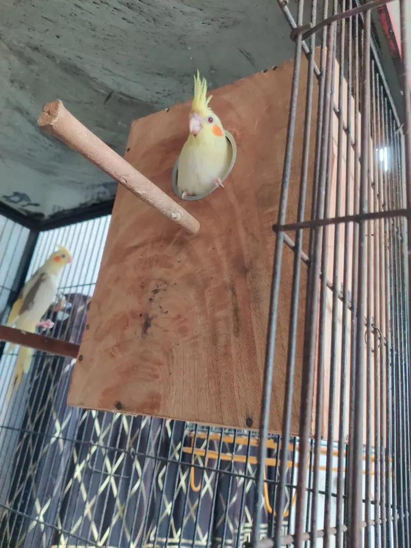 cocktail parrot breading pears — photo 5