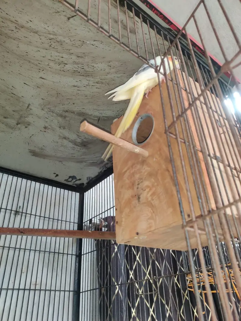 cocktail parrot breading pears — photo 6