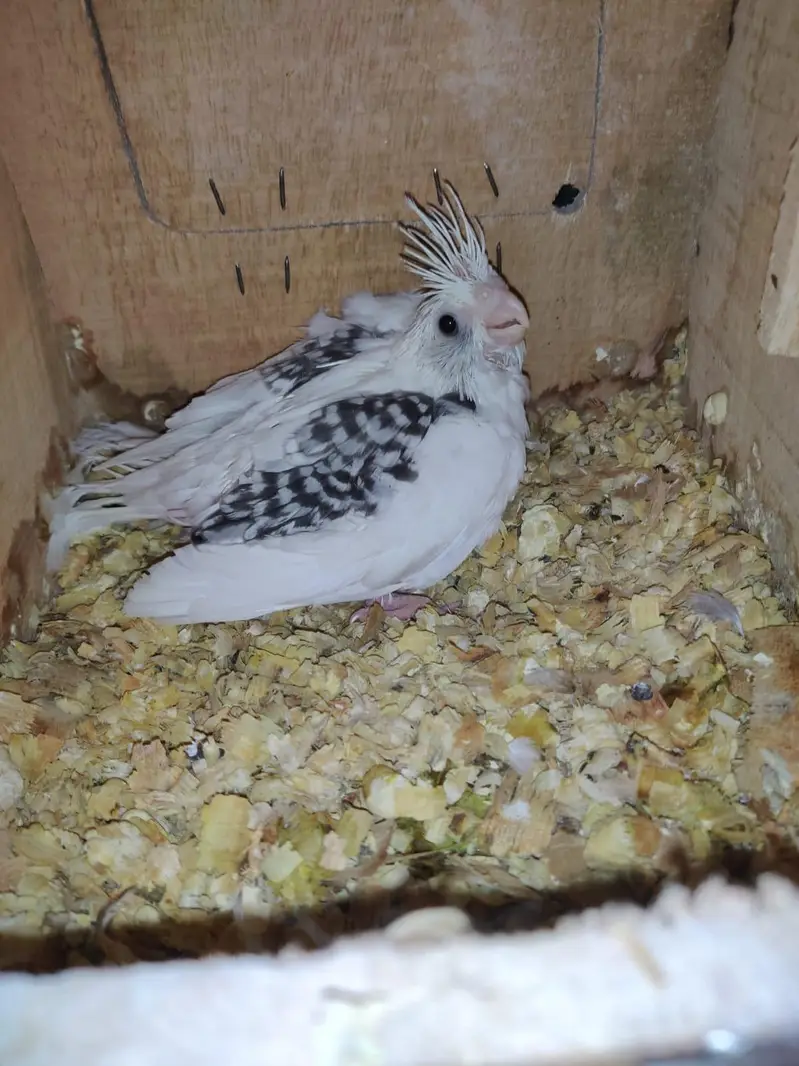 cocktail parrot breading pears — photo 7