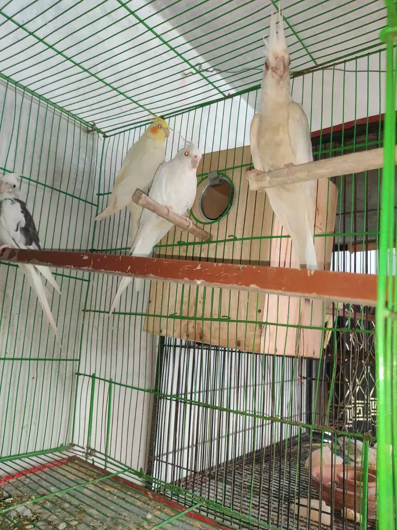 cocktail parrot breading pears — photo 8