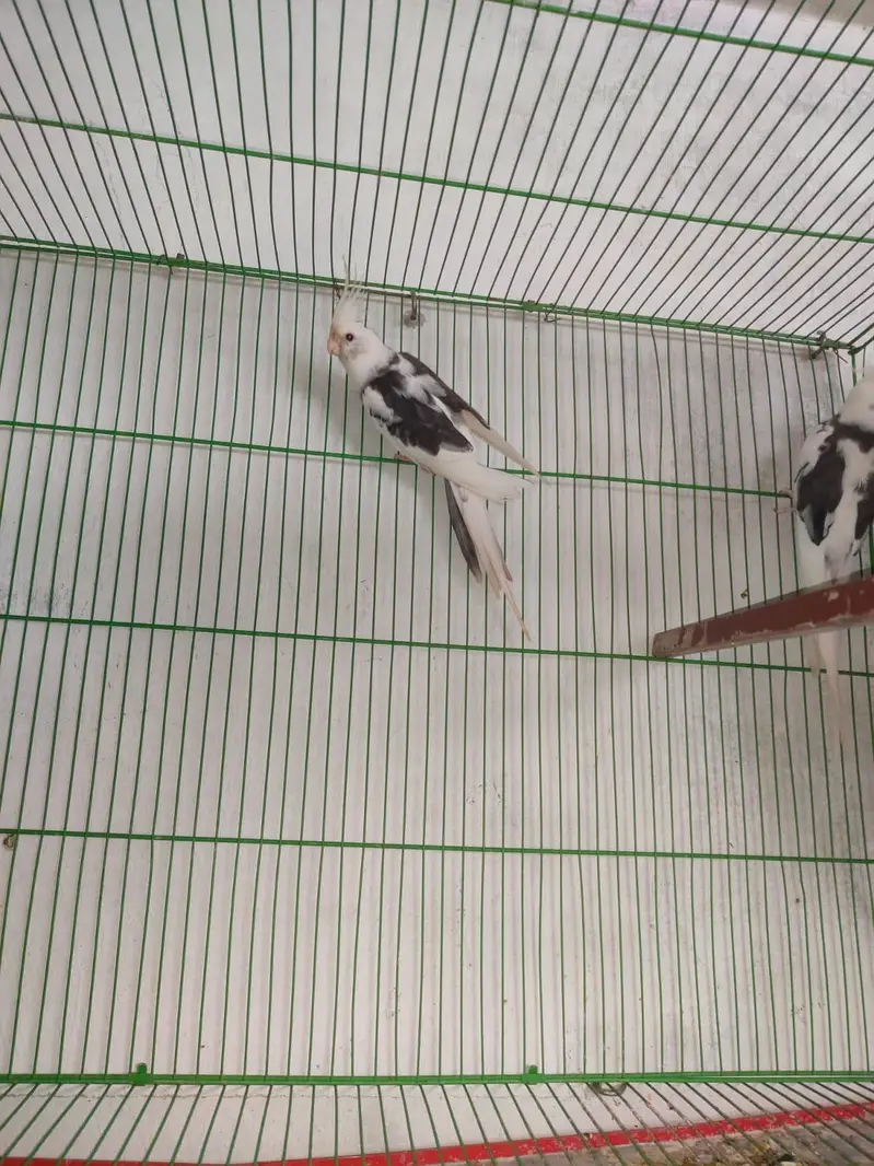 cocktail parrot breading pears — photo 9