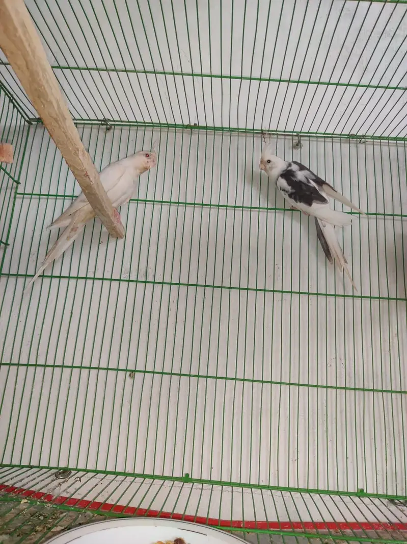 cocktail parrot breading pears — photo 10