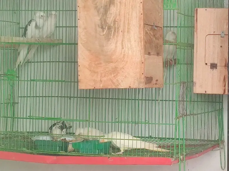 cocktail parrot breading pears — photo 11