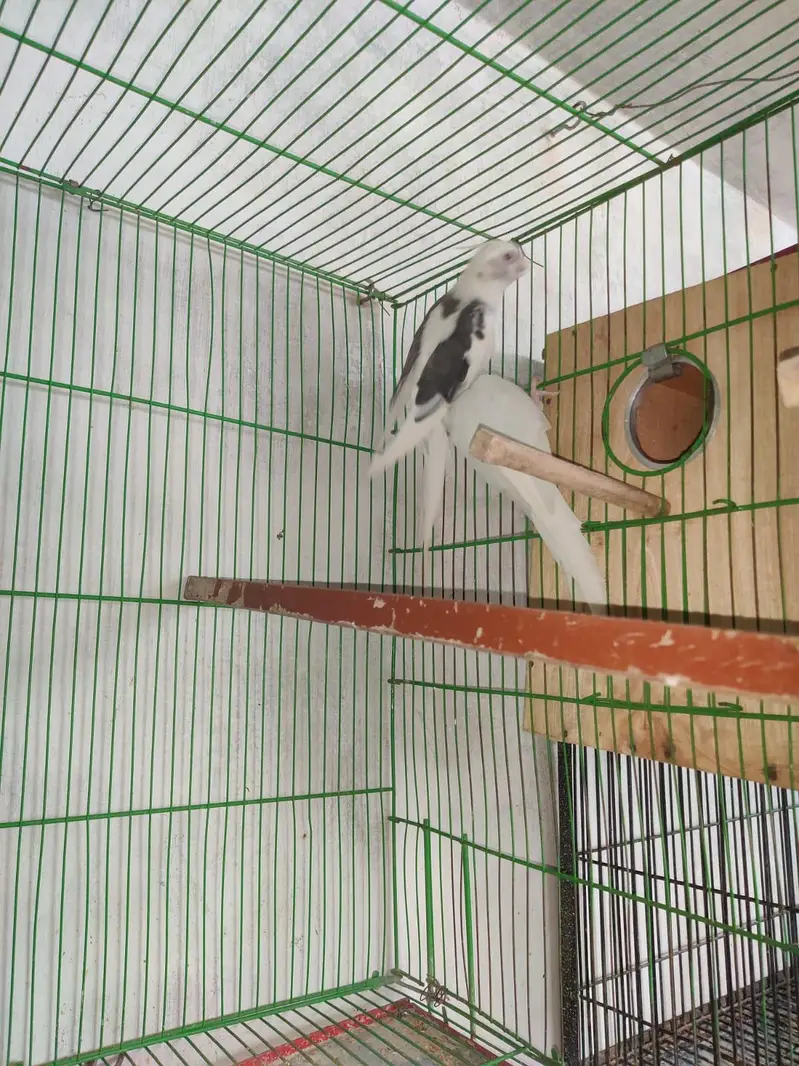 cocktail parrot breading pears — photo 12