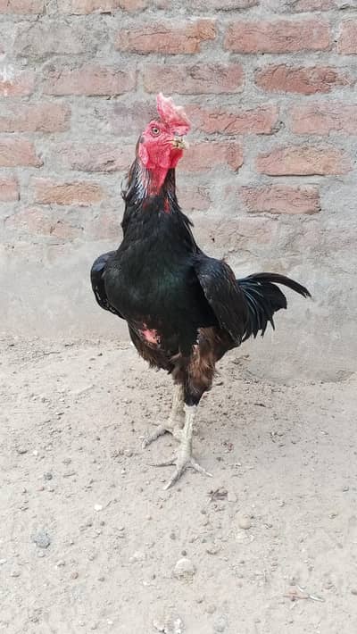 breeder barmi pkoya male for sale 03157697016