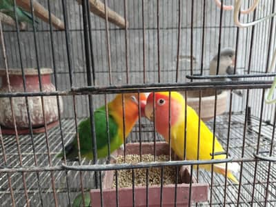 love birds
