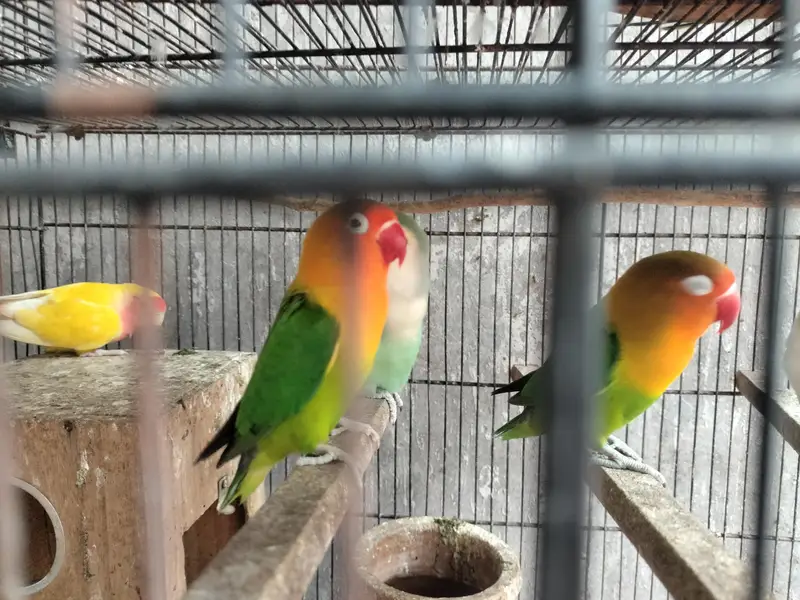 love birds — photo 2