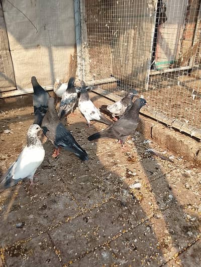 7piece 1200 14picec baby pigeon