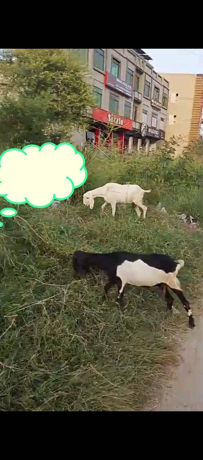 4 bakrian 0