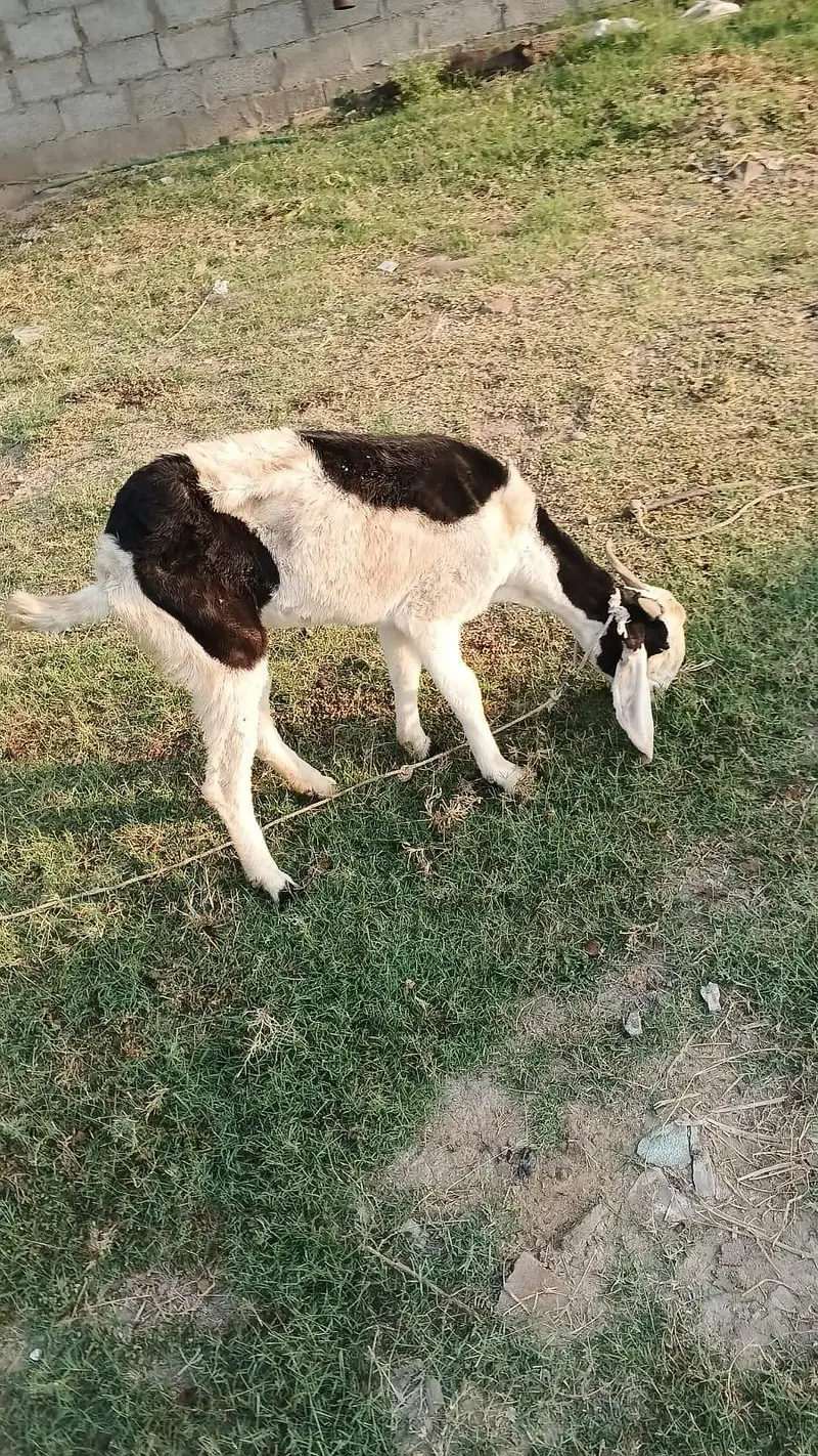 4 bakrian — photo 5
