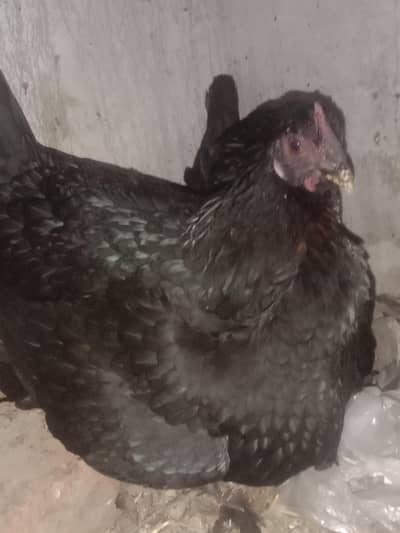 Kuruk Desi Murgi Ghr ki Breed