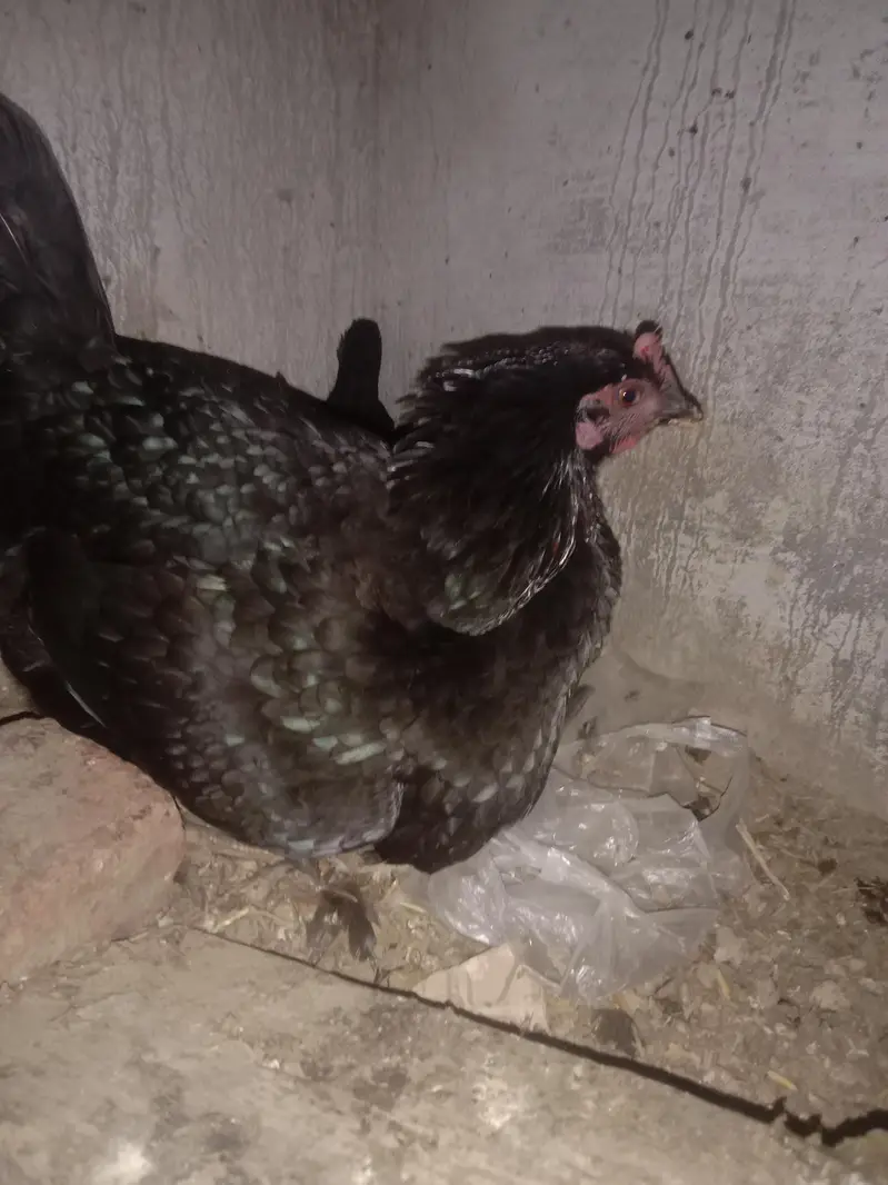 Kuruk Desi Murgi Ghr ki Breed — photo 2
