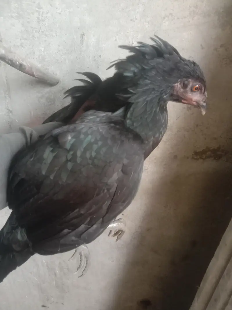 Kuruk Desi Murgi Ghr ki Breed — photo 3