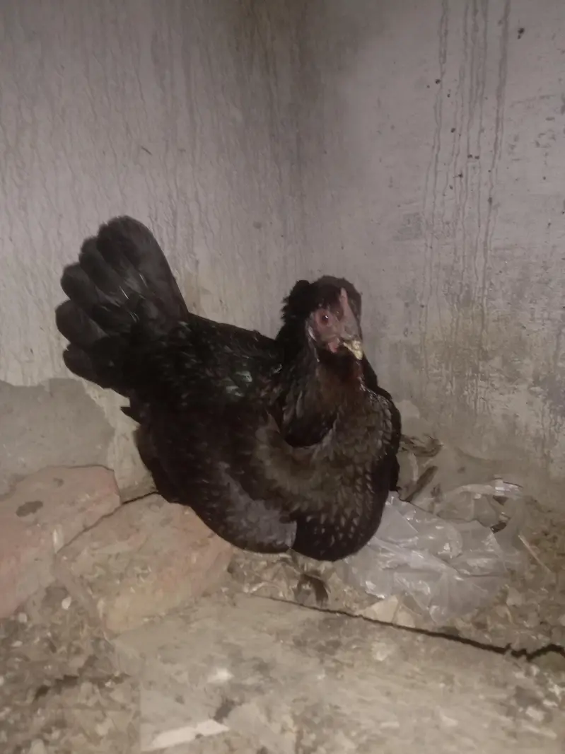Kuruk Desi Murgi Ghr ki Breed — photo 4