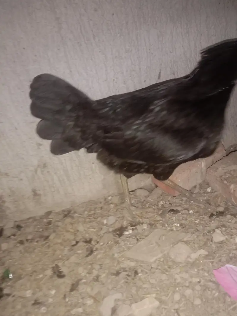 Kuruk Desi Murgi Ghr ki Breed — photo 5