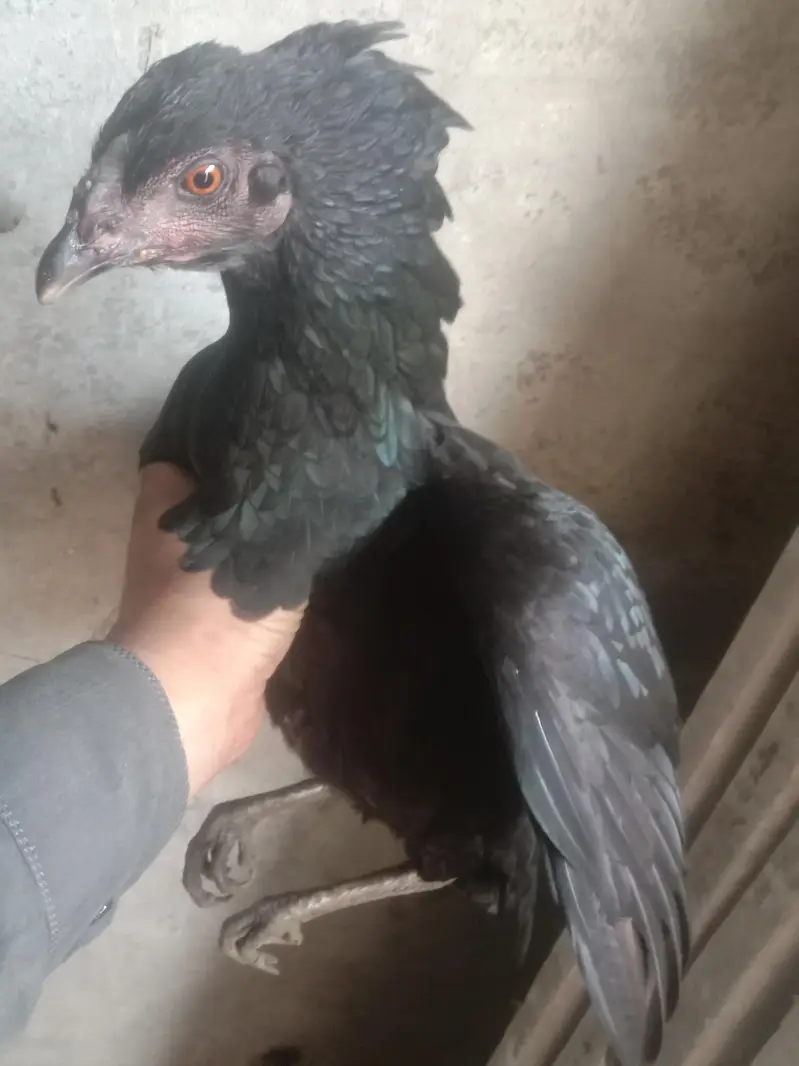 Kuruk Desi Murgi Ghr ki Breed — photo 6