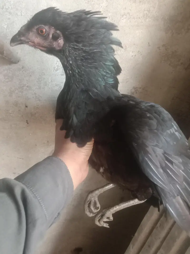 Kuruk Desi Murgi Ghr ki Breed — photo 8
