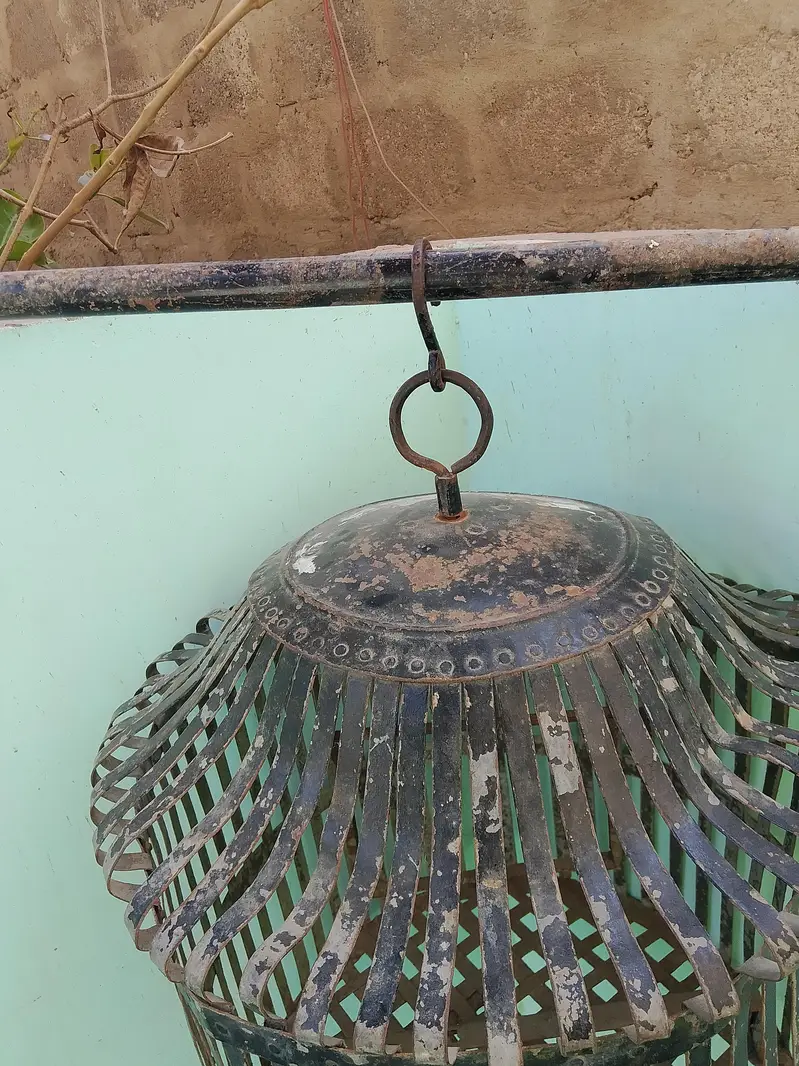 gray parrot heavy gauge pinjra — photo 2