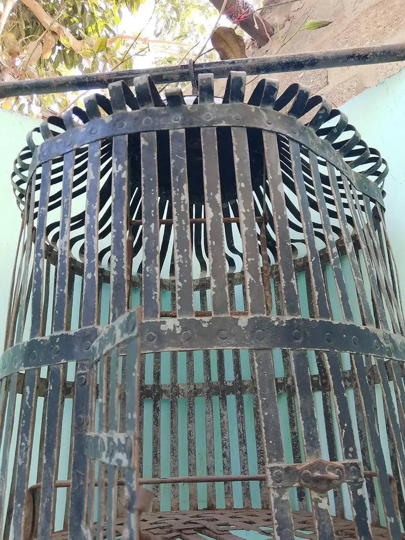 gray parrot heavy gauge pinjra — photo 3