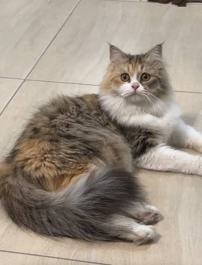 persian,triple coat,fluffy,playful,active,friendly