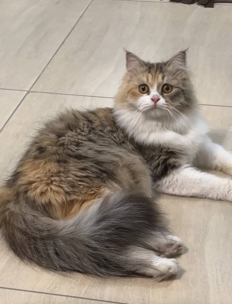 persian,triple coat,fluffy,playful,active,friendly 0
