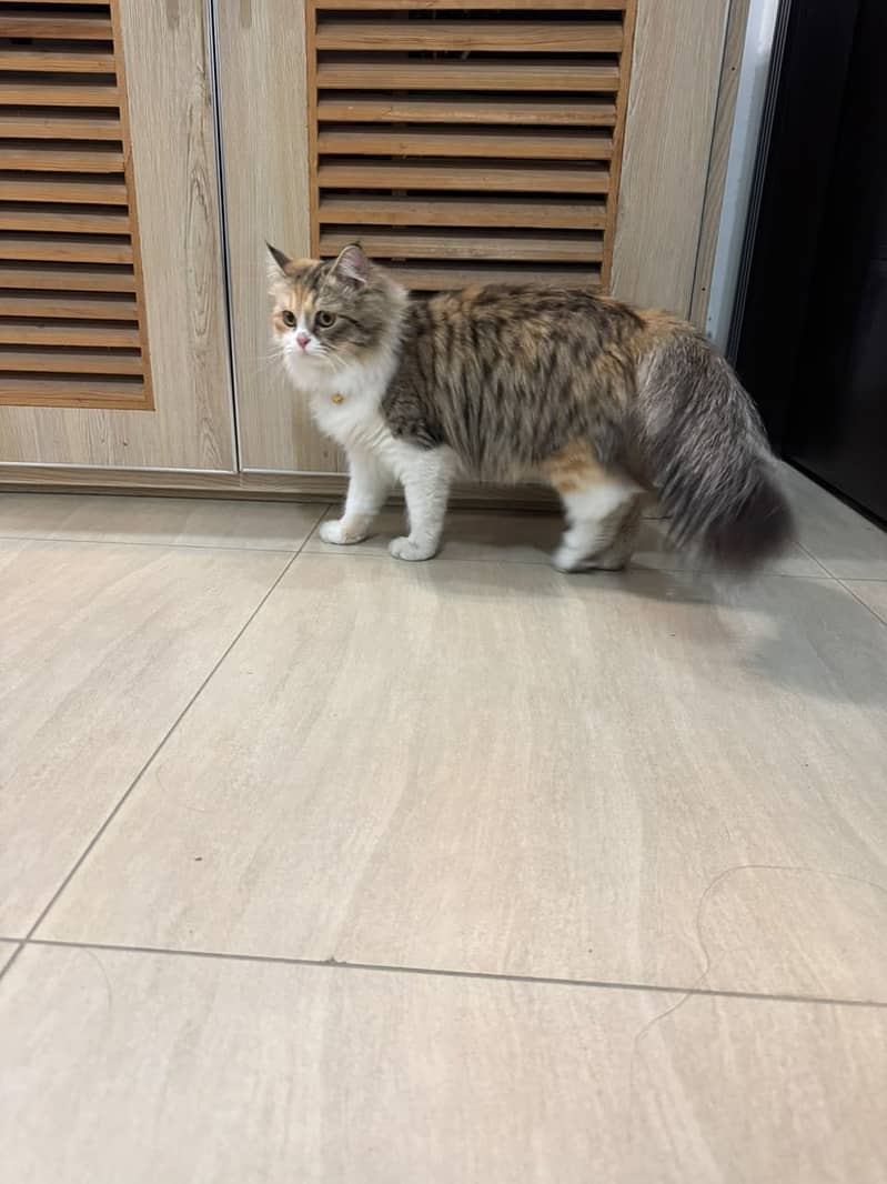 persian,triple coat,fluffy,playful,active,friendly 1