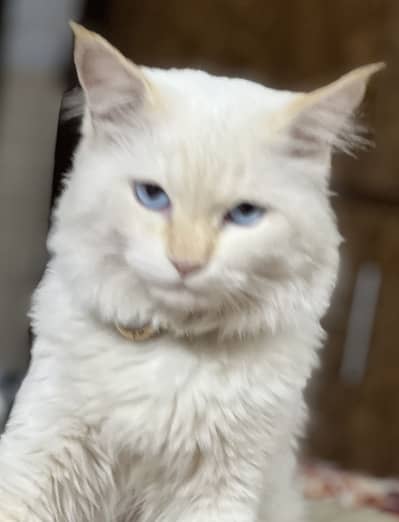 Full Blue eyes double coated