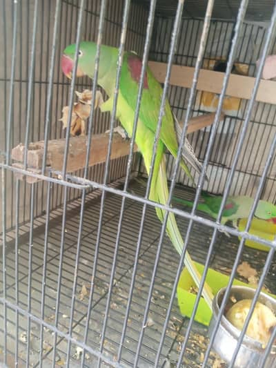 Kashmiri raw breeder pair home