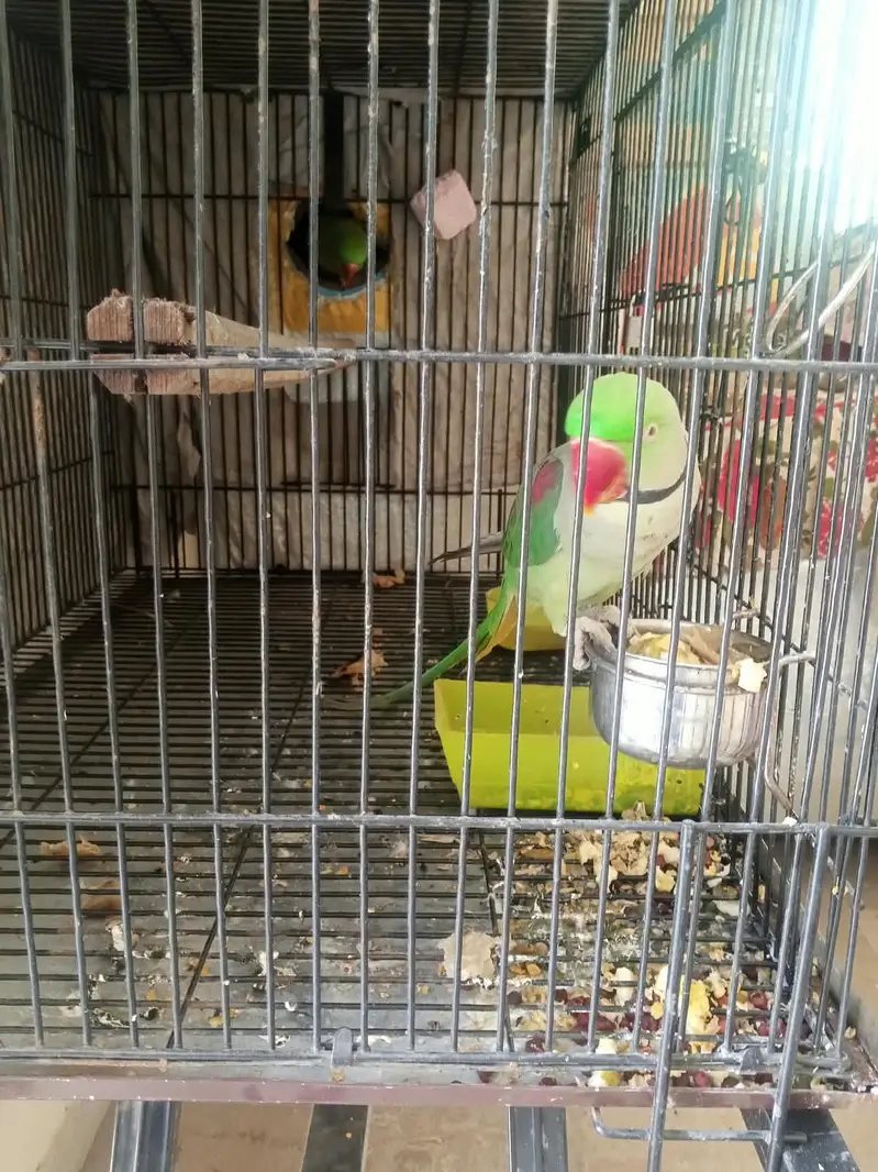 Kashmiri raw breeder pair home — photo 2