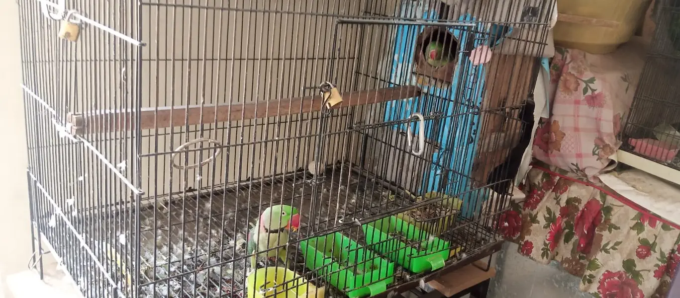 Kashmiri raw breeder pair home — photo 3