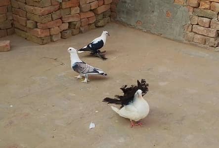 3 Male Pigeon Kabootar Birds