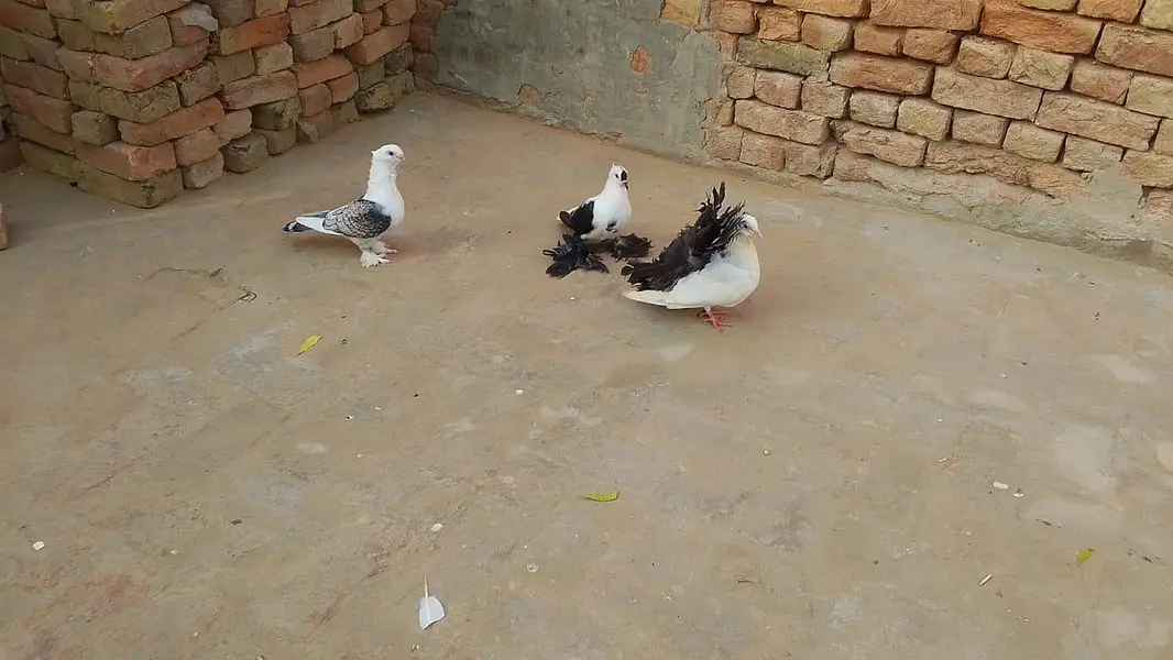 3 Male Pigeon Kabootar Birds — photo 2